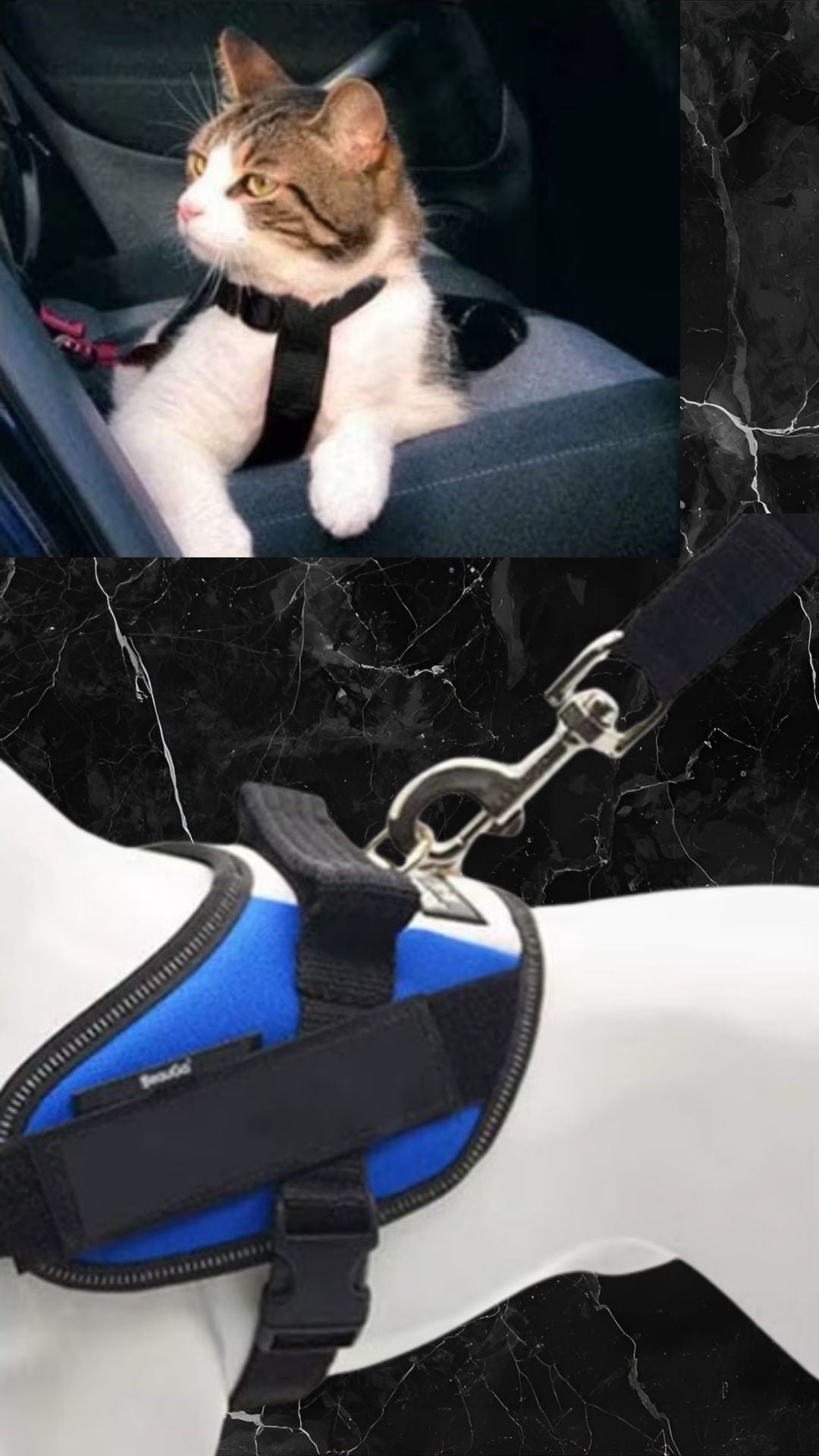 Anwendung im Auto – Hund angeschnallt mit RoyalRide Sicherheitsgurt und Brustgeschirr