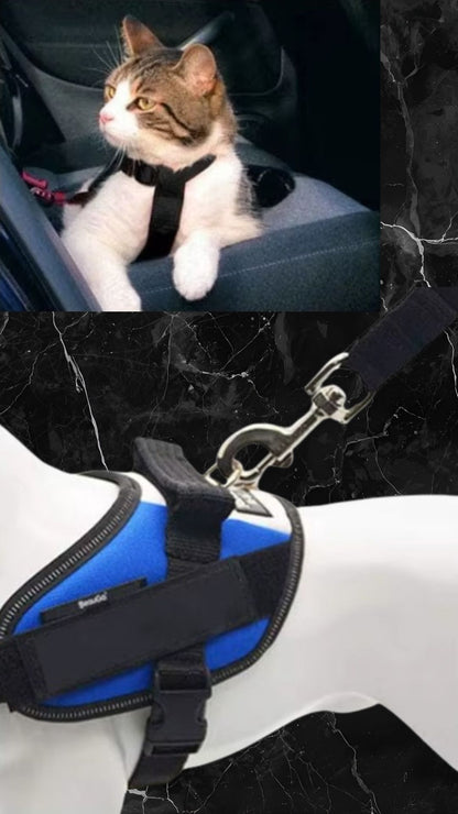 Anwendung im Auto – Hund angeschnallt mit RoyalRide Sicherheitsgurt und Brustgeschirr