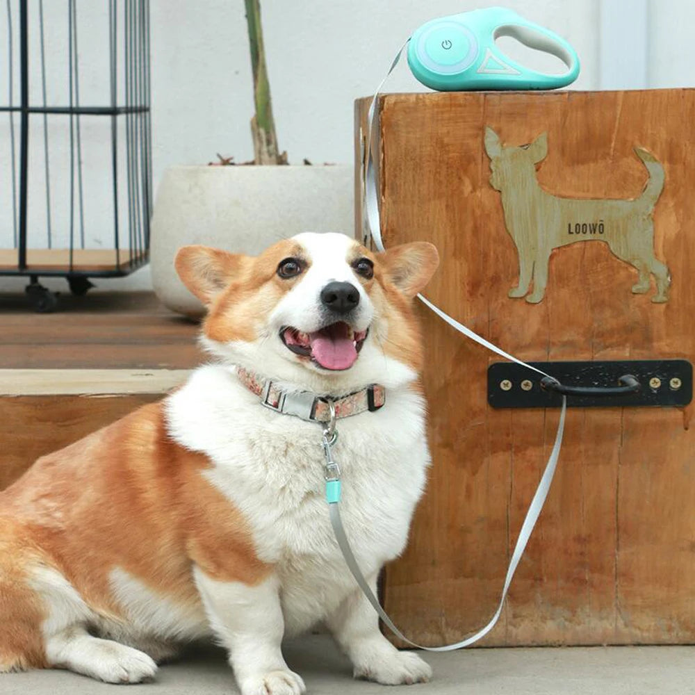 Hund mit LumiLeash LED Hundeleine – sichtbar und sicher unterwegs